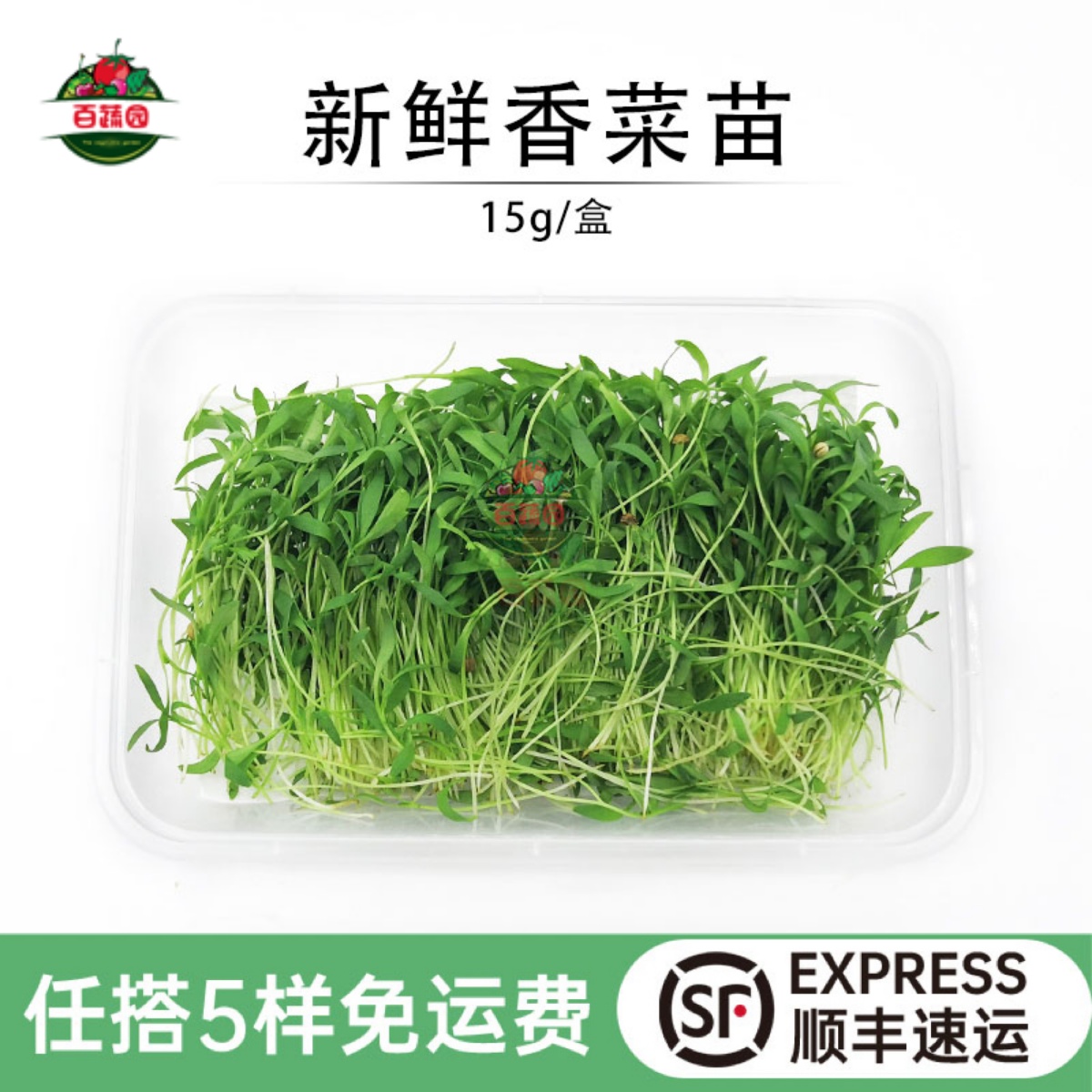 新鲜香菜苗微型蔬菜苗装饰摆盘用