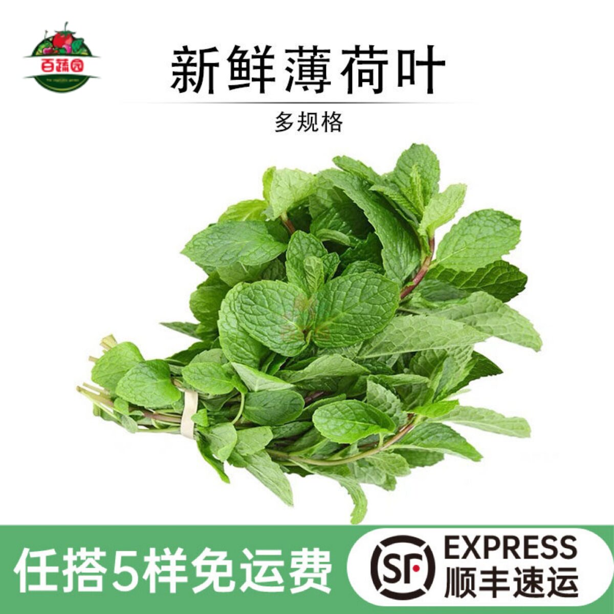 泡水装饰蔬菜新鲜薄荷叶留兰香图片