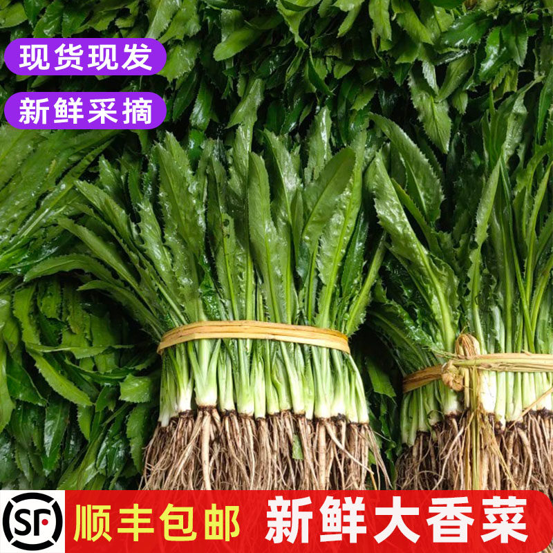 新鲜大香菜大芫荽刺芹现摘香料菜泰国冬阴功材料食用调味蔬菜包邮