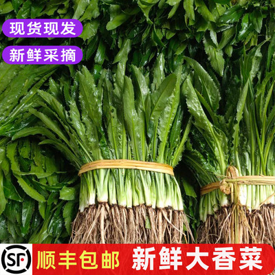 新鲜大芫茜冬阴功材料香料菜包邮
