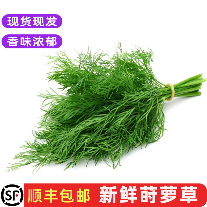 新鲜莳萝草装饰摆盘香料蔬菜包邮