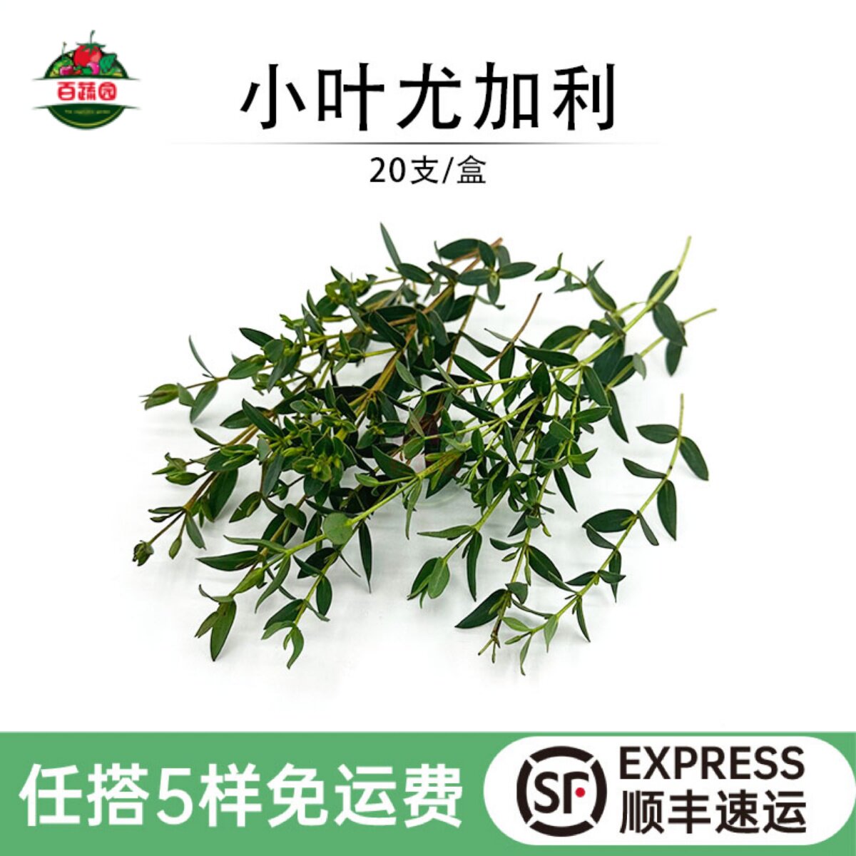 新鲜小叶尤加利饮品日料酒店西餐摆盘装饰现摘花草蛋糕烘焙叶点缀