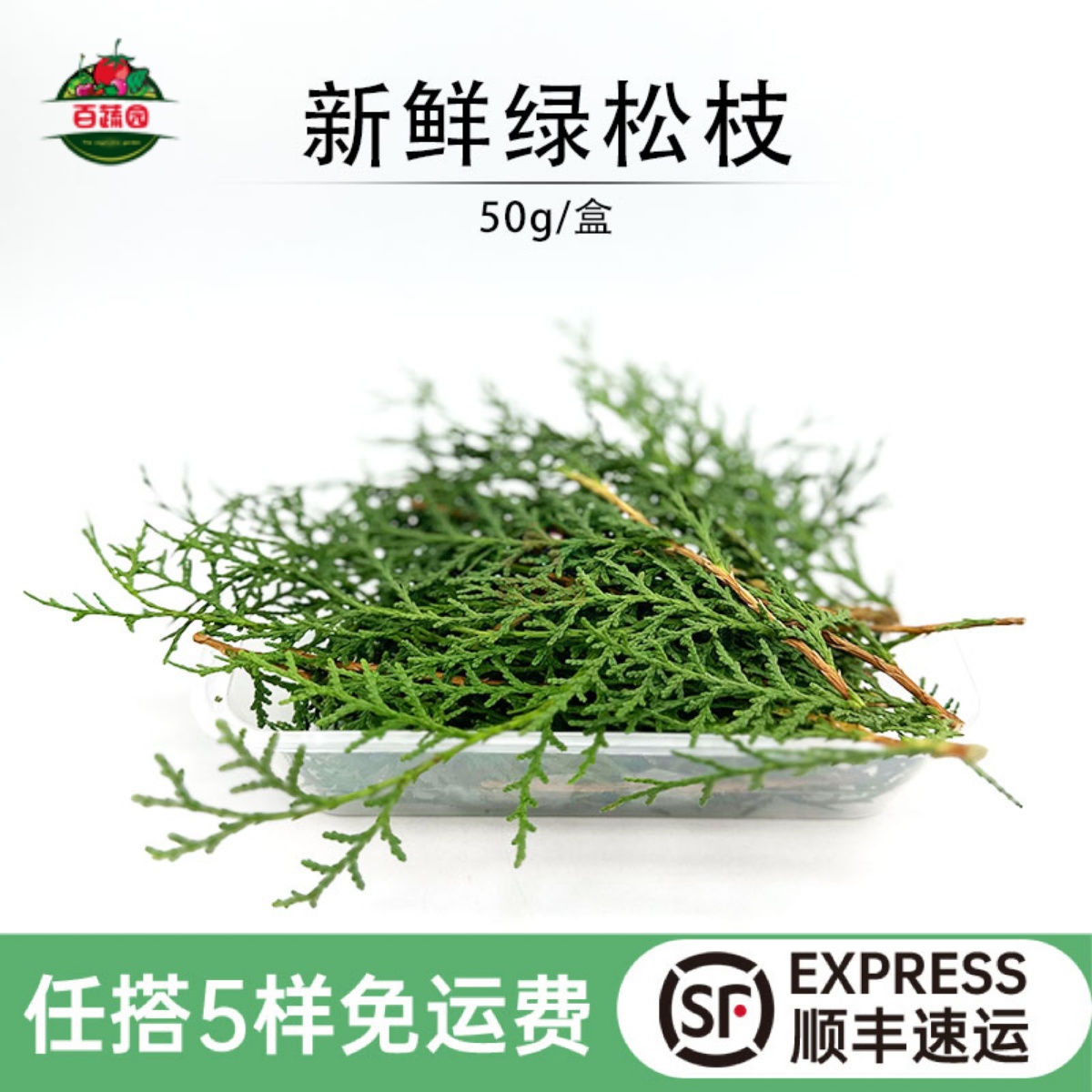 烘培摆盘装饰草新鲜扁柏叶侧柏叶