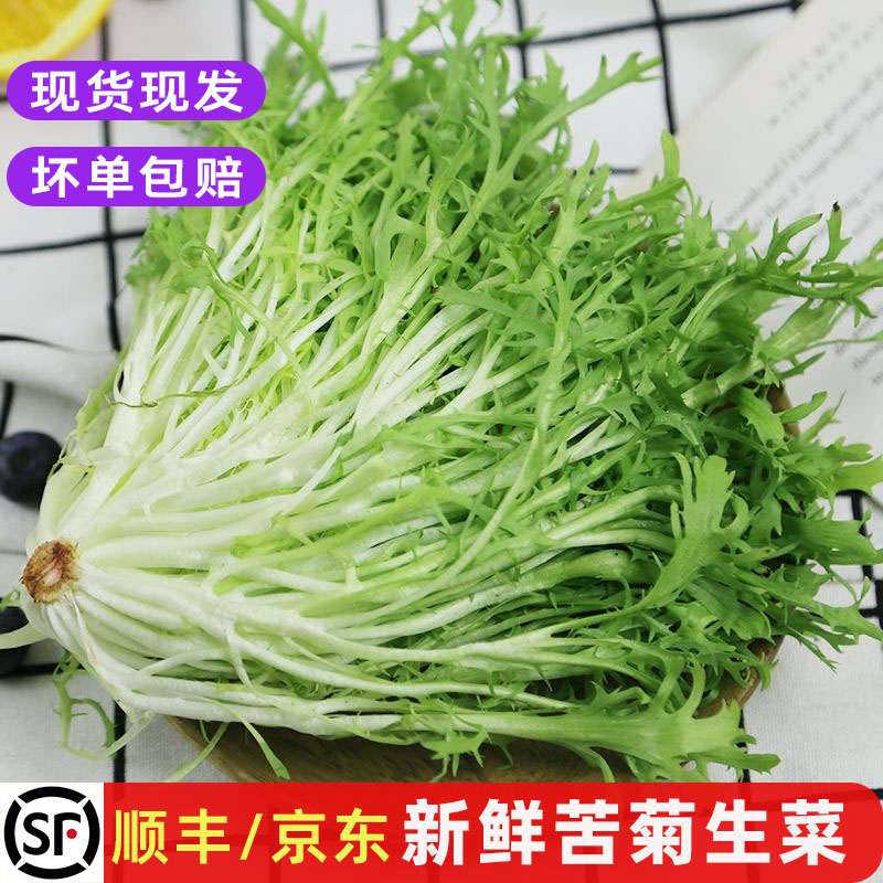 新鲜苦菊西餐食材轻食沙拉菜包邮