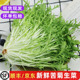 包邮 西餐食材轻食蔬菜凉拌即食沙拉菜 苦苣细叶九牙生菜 新鲜苦菊