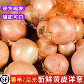 新鲜黄皮白洋葱头白肉农家甜圆葱披萨西餐沙拉菜调味增香食材 包邮