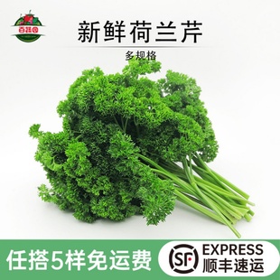 荷兰芹新鲜番西法香卷叶欧芹西洋芹日料烘培酒楼摆盘装饰点缀蔬菜