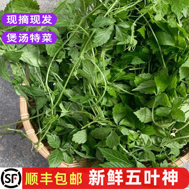 五叶神新鲜五叶参 绞股蓝七叶草 农家乐农庄煲汤食材特色野菜包邮