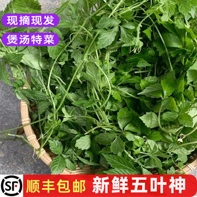 新鲜五叶神绞股蓝煲汤食材野菜