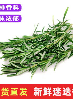 迷迭香新鲜食用香料菜煎牛排用调味料蛋糕烘培摆盘装饰鲜香草包邮