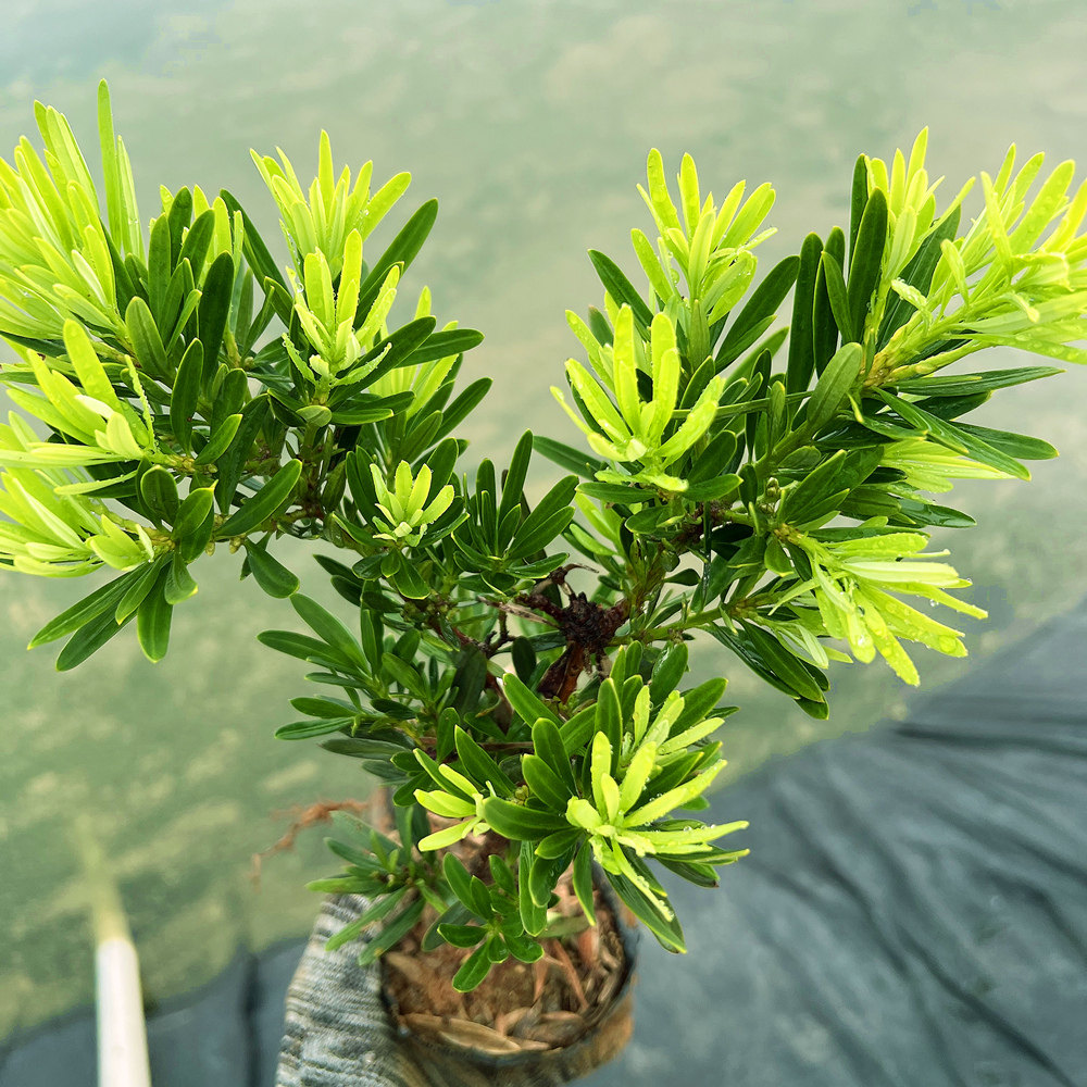 公树开花不结果菊花心罗汉松