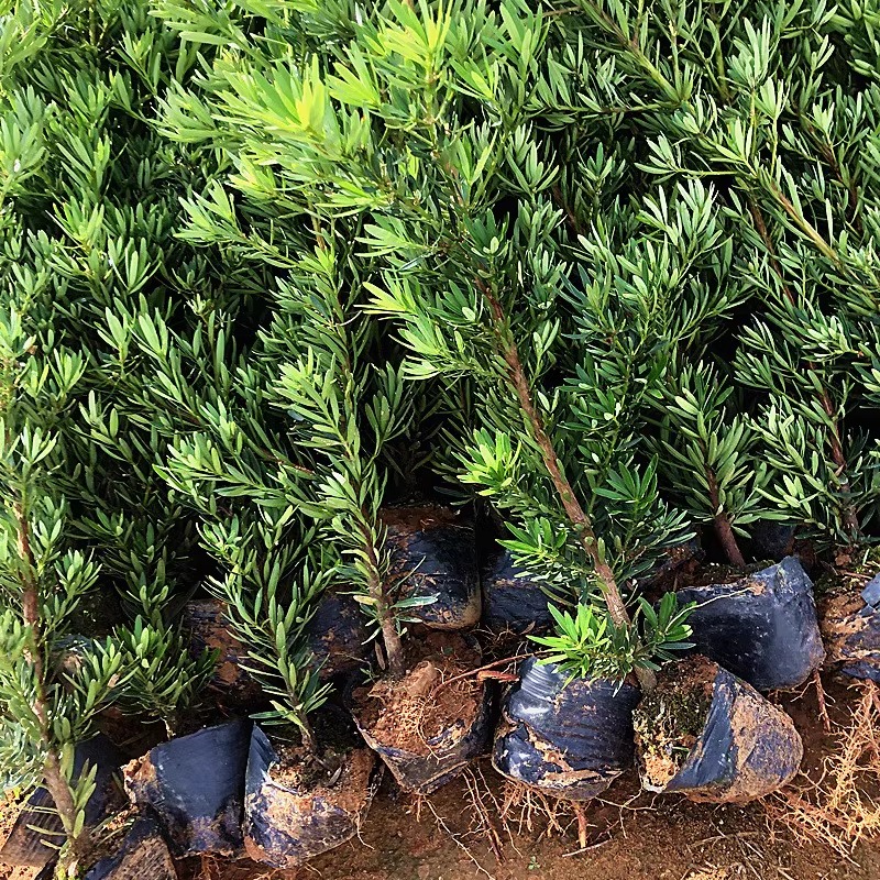 菊花心公树罗汉松不结果只开花盆景客厅旺宅卉庭院绿植物盆栽树苗