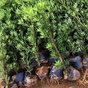 菊花心公树罗汉松不结果只开花盆景客厅旺宅卉庭院绿植物盆栽树苗