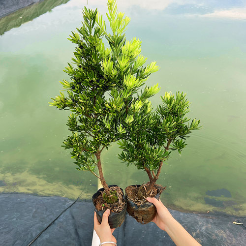 公母一对罗汉松海岛菊花心盆景