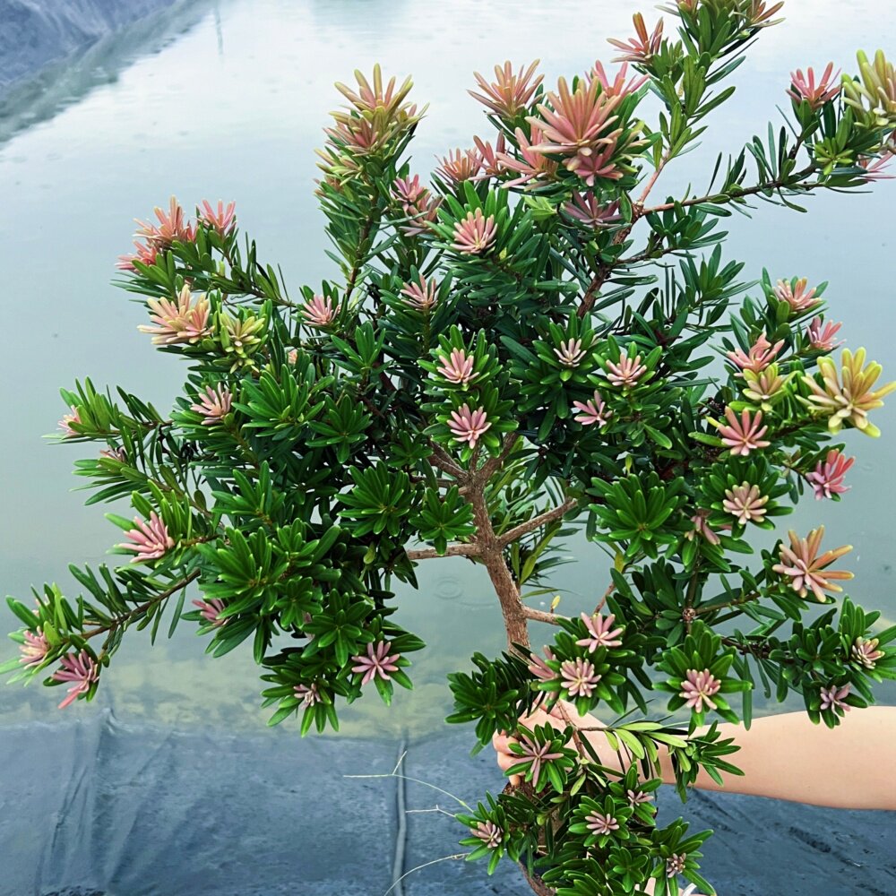大红大紫品种紫红色芽紫真趣罗汉松紫金松绿植鲜花卉盆栽树苗盆景