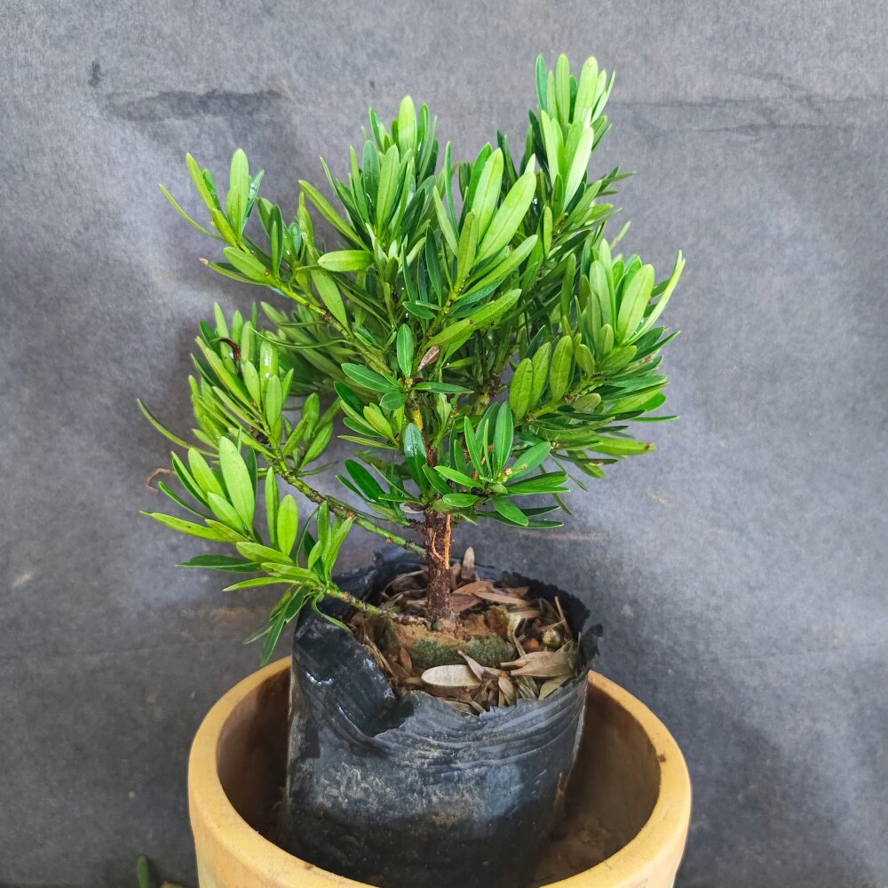 海岛菊花松造型盆景单株绿植新手易养阳台盆栽别墅造景罗汉松树苗