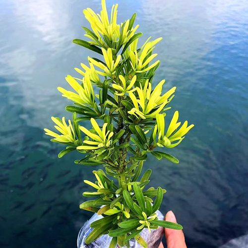 黄金钻发财钻罗汉松黄芽金钻少有