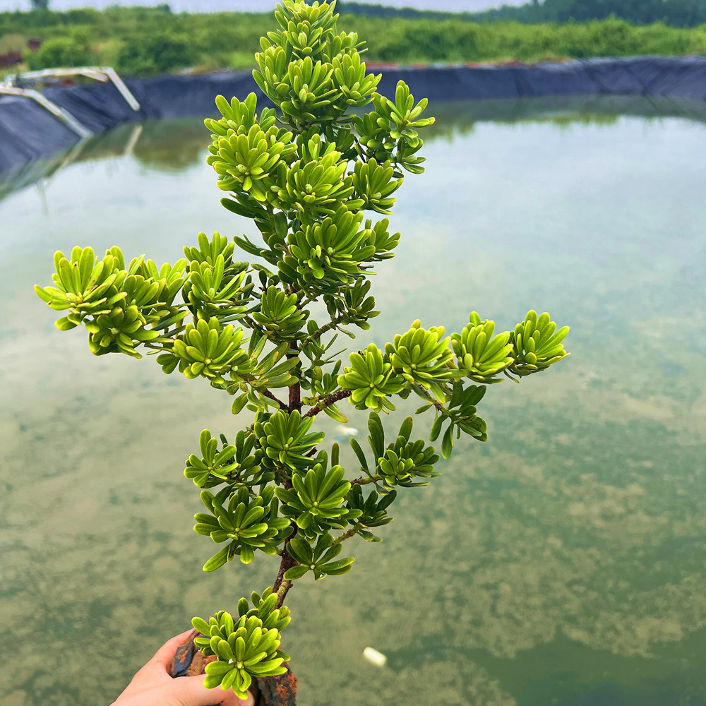大金钻罗汉松耐看盆景盆栽绿植造型树苗多肉室内小型桩花卉阳台