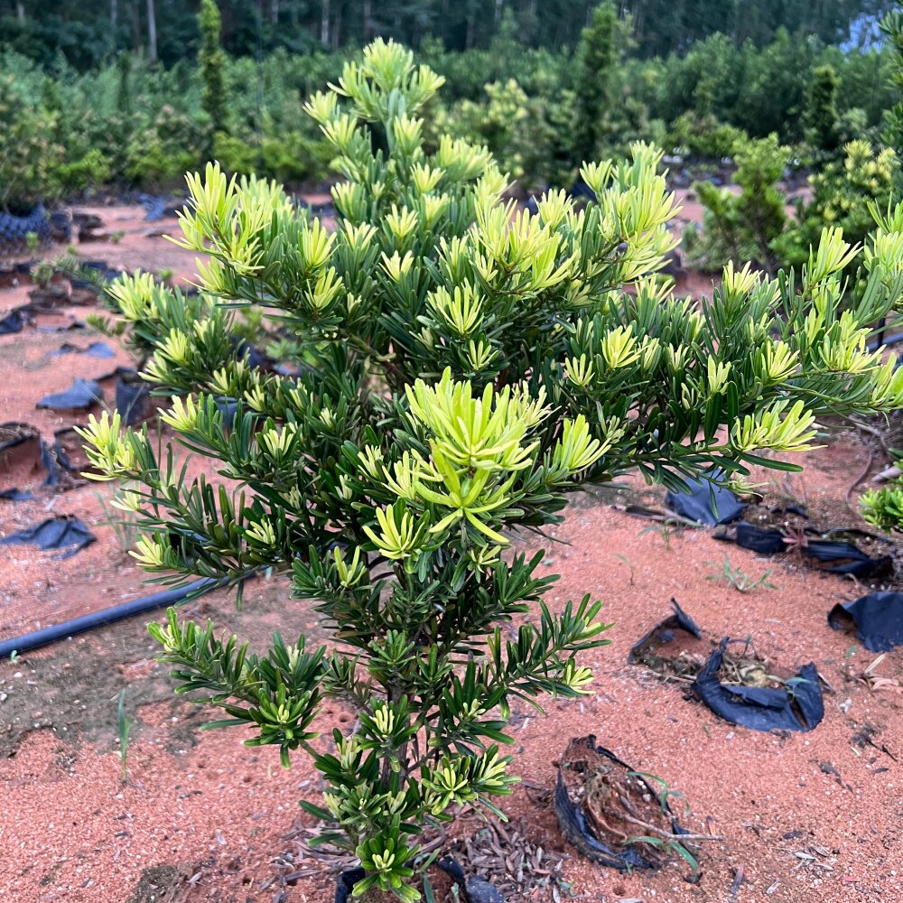 四季红芽罗汉松紫金钻太子妃鲜花卉盆栽盆景菊花心树苗发财绿植物