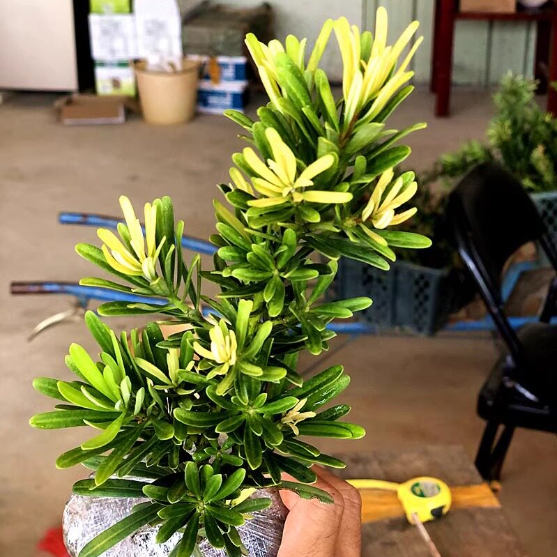 黄金松黄芽品种黄金钻罗汉松新鲜绿植小盆栽大造型树室内客厅桌面