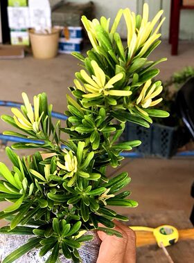 黄金松黄芽品种黄金钻罗汉松新鲜绿植小盆栽大造型树室内客厅桌面