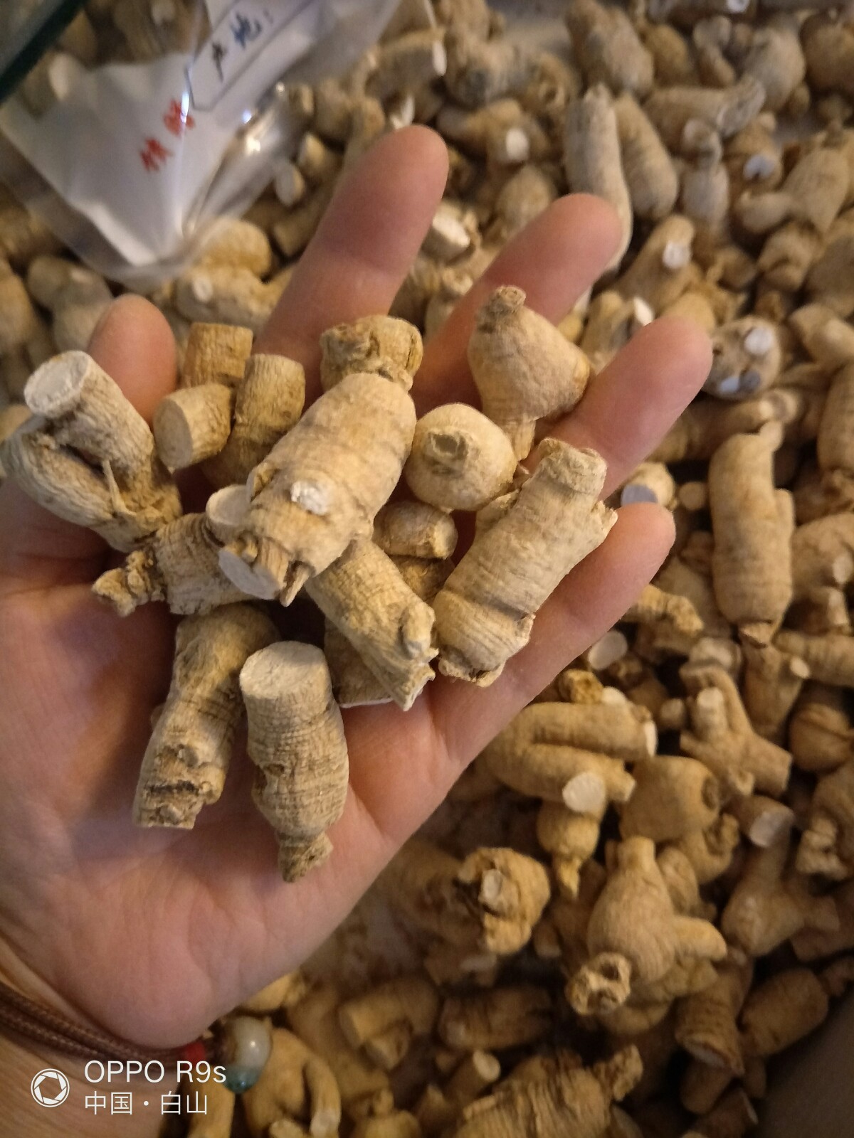 东北新货西洋参粒头长白山西洋参段花旗参条130元/250克 包邮