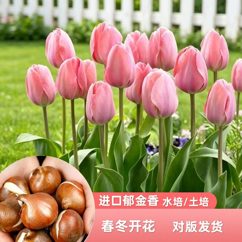 春季郁金香大种球种球包发芽