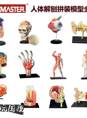 【TOP】4D MASTER人体器官解剖拼装模型大脑内脏肌肉骨骼医学教学