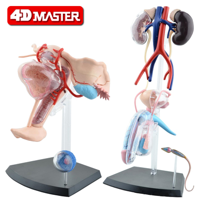 4DMASTER男女性生殖泌尿系统子宫膀胱解剖模型医学院科人体模型