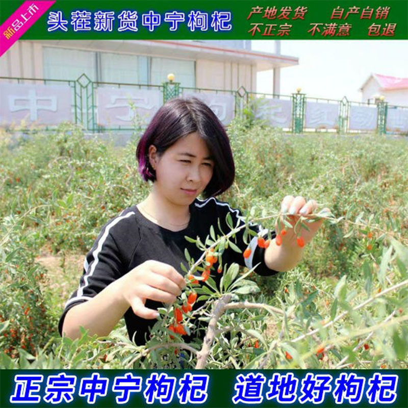 头茬新货枸杞2025宁夏中宁优质构杞纯正宁夏枸杞500g免洗泡水特级