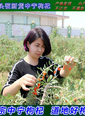 头茬新货枸杞2025宁夏中宁优质构杞纯正宁夏枸杞500g免洗泡水特级