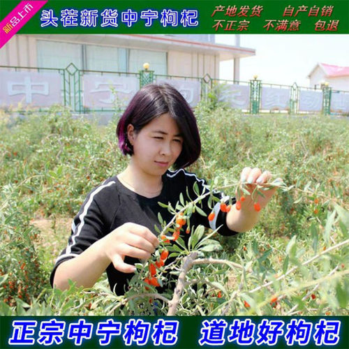 头茬新货枸杞免洗宁夏