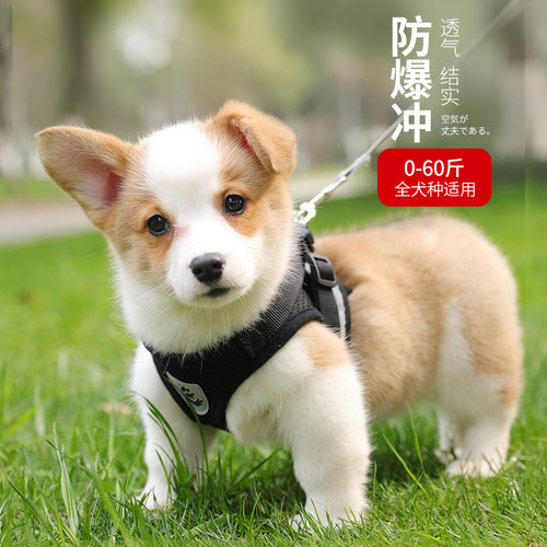 反光泰迪用品狗狗牵引绳
