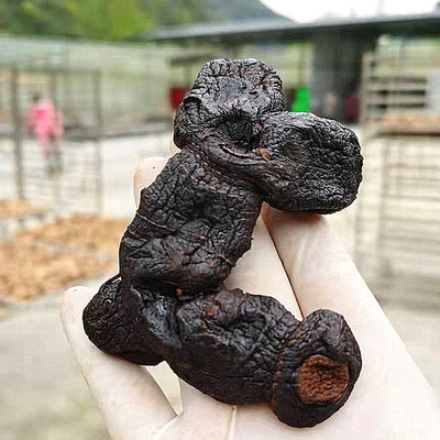 神仙食即黄精食九蒸九晒茶