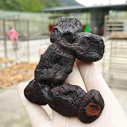 神仙食即黄精食九蒸九晒茶