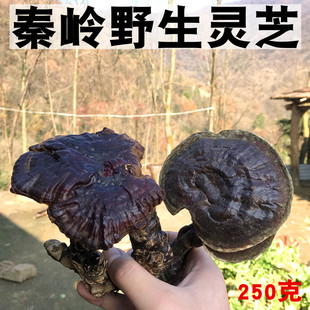 无熏制 包邮 赤林芝泡酒整枝可切片中药材正品 灵芝高山干货250克