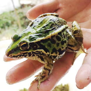 活体青蛙活物田鸡现杀青蛙肉农村稻田养殖鲜活青蛙田鸡黑斑蛙散养