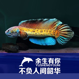 黄金眼镜蛇雷龙鱼观赏鱼热带耐活好养猛鱼血斑鬼 中大型冰火淡水