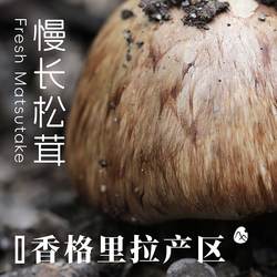 【山纪生鲜】香格里拉松茸/松木香气 肥厚浓郁/500g