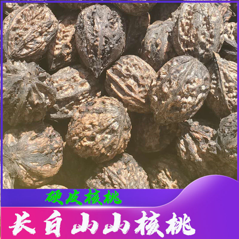 野生东北厚皮秋子山核桃