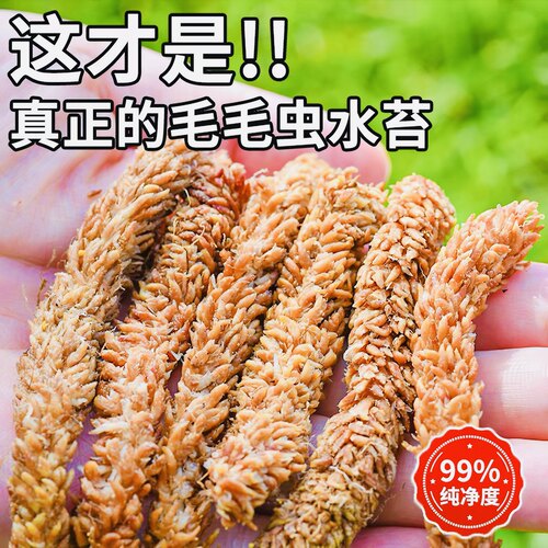 智利进口毛毛虫水苔蝴蝶兰专用苔