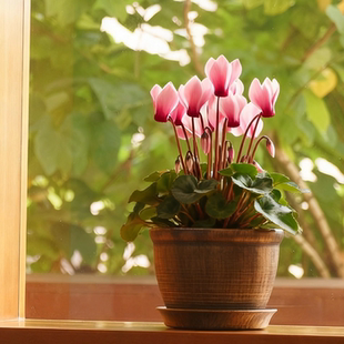 仙客来专用花盆新款透气仿陶瓷室内外带托盘花盆轻奢高级感家用