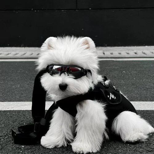 狗狗护目镜小型犬帅气宠