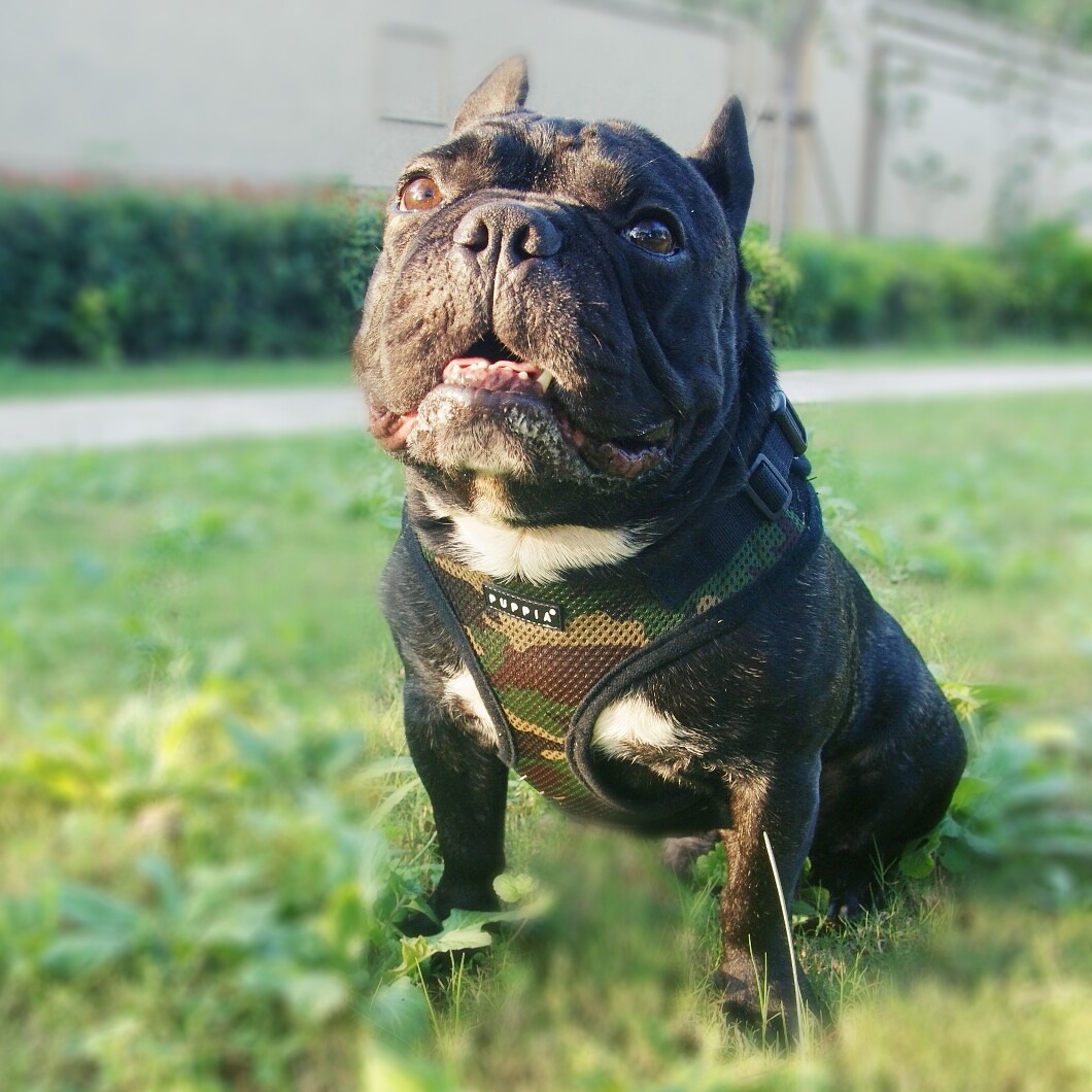 puppia进口狗胸背带 背心式软背带牵引巴哥英斗法斗泰迪大小型犬