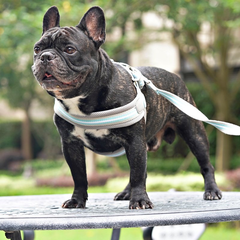 英国hugo&hudson狗狗胸背带可调节法斗大狗金毛泰迪遛狗不勒脖子