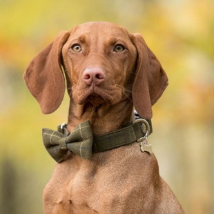 英国Hugo&Hudson狗狗领结领带配项圈秋冬毛呢粗花大狗英伦风格纹