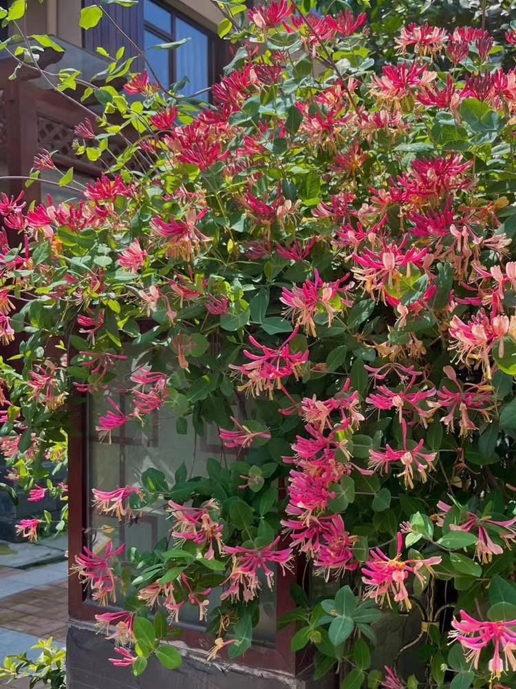 京久红忍冬金银花盆栽爬藤绿植物阳台庭院浓香四季开垂吊花卉耐寒 鲜花速递/花卉仿真/绿植园艺 时令草本花卉 原图主图