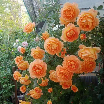 种植庭院爬藤种植月季花苗