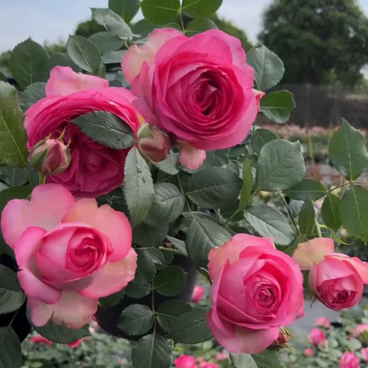 新品深粉色龙沙宝石藤本月季花苗蔷薇爬藤植物别墅庭院拱门栏杆