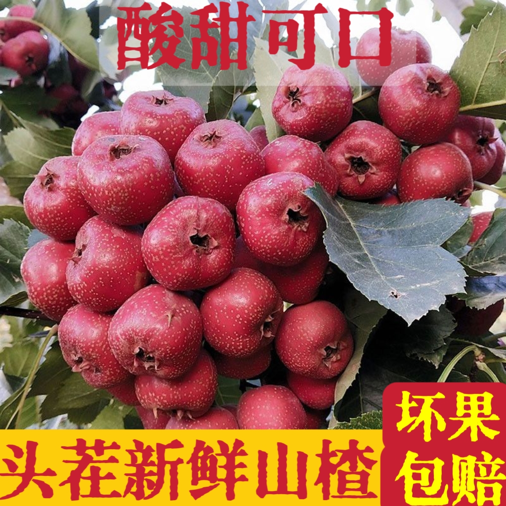 山楂大金星新鲜糖葫芦冰糖葫芦山楂果专用大果批发山里红红果水果